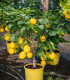 Citroník pravý - Citrus limon - semena citroníku - 5 ks