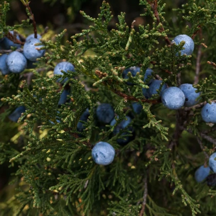 Jalovec osteosperma - Juniperus osteosperma - semena jalovce - 5 ks