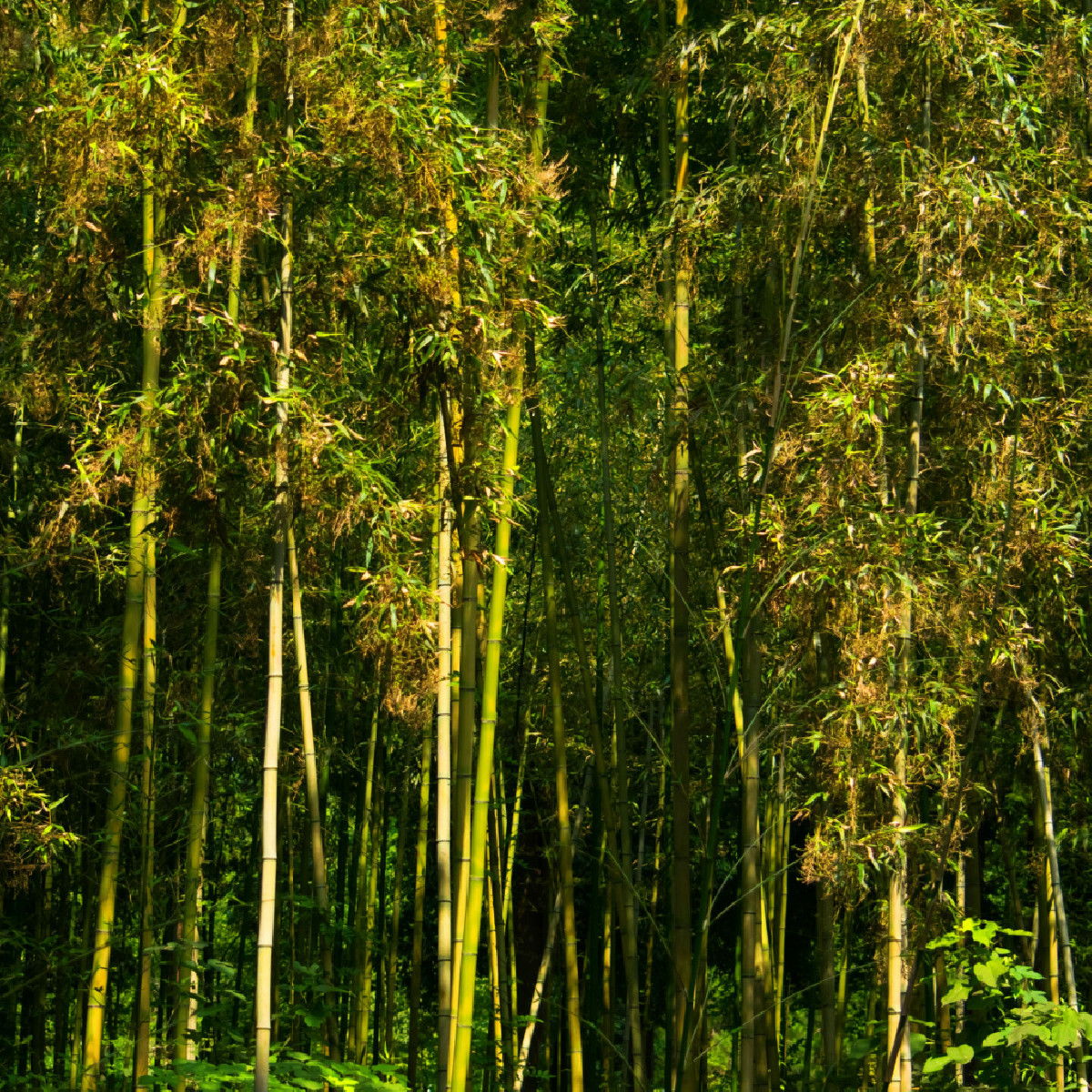 Král bambusů - Phyllostachys pubescens - semena bambusu - 3 ks