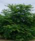 Indický angrešt - Phyllanthus emblica - semena indického angreštu - 8 ks
