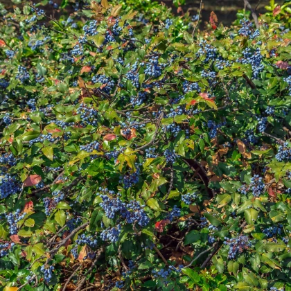 Mahónie cesmínolistá - Mahonia aquifolium - semena mahónie - 5 ks