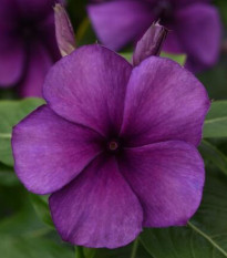 Barvínek Tatoo Blueberry - Catharanthus - semena barvínku - 20 ks