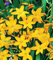 Montbrécie Sonate - Crocosmia - hlízy montbrécie - 4 ks