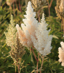 Čechrava Weisse Gloria - Astilbe - hlízy čechravy - 1 ks