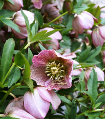 Čemeřice východní - Helleborus orientalis - prostokořenné sazenice čemeřice - 1 ks