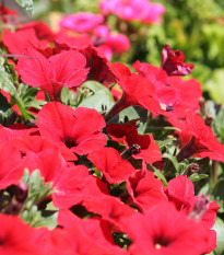 Petúnie Musica Red F1 - Petunia x grandiflora - semena petúnie - 30 ks