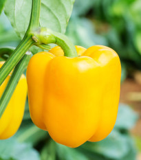 Paprika Beluga F1 Yellow - semena - capsicum annuum