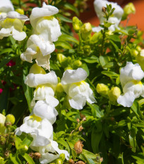 Hledík větší Leo F1 White - Antirrhinum majus - semena hledíku - 20 ks