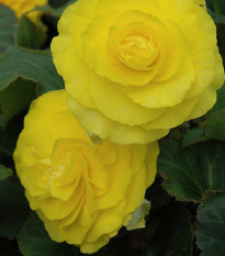 Begónie Nonstop F1 Yellow - Begonia tuberhybrida - semena begónie - 20 ks