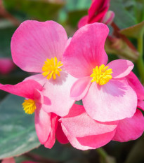 Begónie Superstar F1 Rose - Begonia semperflorens - semena begónie - 20 ks