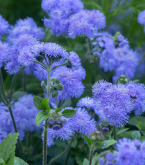 Nestařec americký Blue - Ageratum houstonianum - semena nestařce - 50 ks