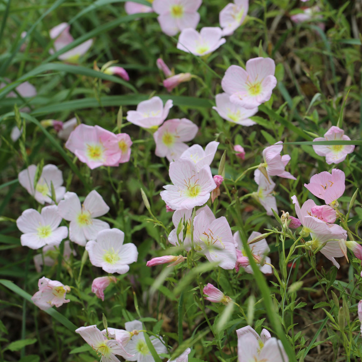 Pupalka růžová kobercová - Oenothera speciosa - semena pupalky - 50 ks