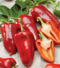 Paprika roční Rafaelus F1 - Capsicum annuum - semena papriky - 15 ks