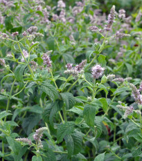 Máta dlouholistá Horse mint - Mentha longifolia - semena máty - 0,1 g