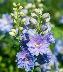 Stračka Magic Fountains Sky Blue - Delphinium cultorum - semena stračky - 50 ks