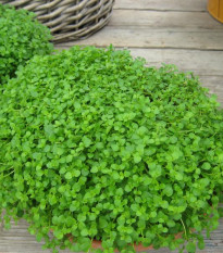 Máta peprná Mini Mint - Mentha piperita - semena máty - 20 ks