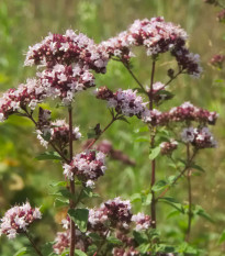 Dobromysl obecná Aromata - Origanum vulgare - semena dobromyslu - 1000 ks