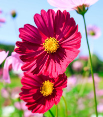 Krásenka zpeřená Cosmini Red - Cosmos bipinnatus - semena krásenky - 20 ks