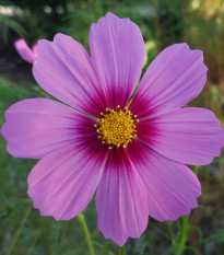 Krásenka zpeřená Cosmini Pink - Cosmos bipinnatus - semena krásenky - 20 ks