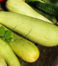 Okurka salátová Travito F1 - Cucumis sativus - semena okurky - 10 ks