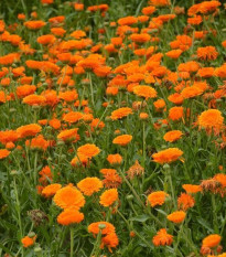 Měsíček lékařský Orange Double - Calendula officinalis - semena měsíčku - 50 ks