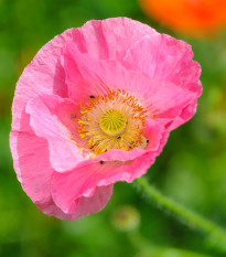 Mák Champagne Bubbles Pink - Papaver nudicaule - semena máku - 20 ks