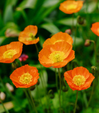 Mák Champagne Bubbles Orange - Papaver nudicaule - semena máku - 20 ks