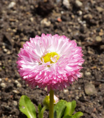 Sedmikráska chudobka Robella - Bellis perennis - semena sedmikrásky - 40 ks