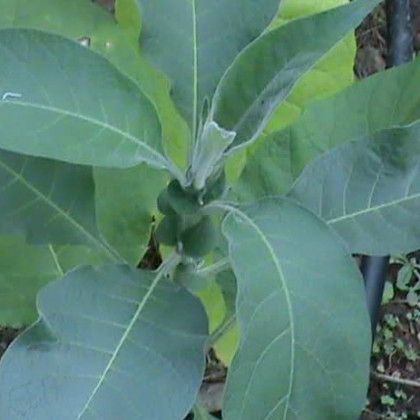 Tabák Madole - rostlina Nicotiana tabacum - semena tabáku - 20 ks