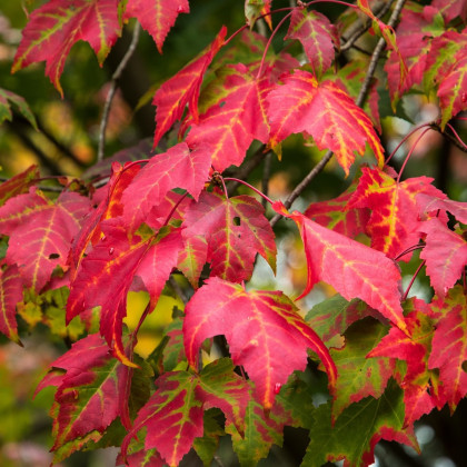 Javor červený - Acer rubrum - semena javoru - 5 ks