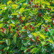 Semena fíkovníků – Fíkovník indický – Ficus benghalensis