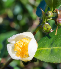 Čajovník čínský - Camelia sinensis - semena čajovníku - 5 ks