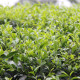Čajovník čínský - Camelia sinensis - semena čajovníku - 5 ks
