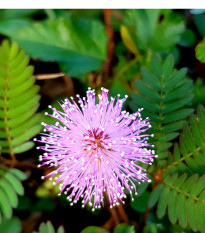 Citlivka stydlivá - Mimosa pudica - semena citlivky - 5 ks