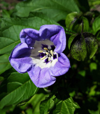 Lilík mochyňovitý - Nicandra physalodes - semena lilíku - 10 ks