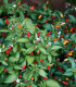 Chilli Bolívijská duha - Capsicum annuum - semena chilli - 6 ks