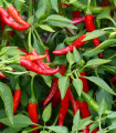 Chilli Kajenský pepř - Capsicum annuum - semena chilli - 8 ks