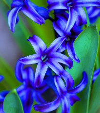 Hyacint Delft Blue - Hyacinthus orientalis - cibule hyacintu - 1 ks