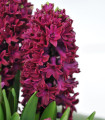 Hyacint Woodstock - Hyacinthus - cibule hyacintu - 1 ks