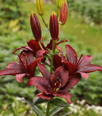 Lilie asijská Mapira - Lilium - cibule lilie - 1 ks