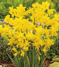 Narcis Quail - Narcissus - cibule narcisu - 3 ks