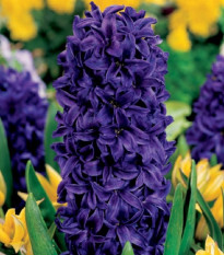 Hyacint Purple Star - Hyacinthus - cibule hyacintu - 1 ks