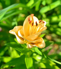 Lilie Apricot Fudge - Lilium - cibule lilie - 1 ks