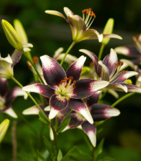 Lilie Nettys Pride - Lilium - cibule lilie - 1 ks