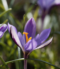 Krokus Spring Beauty - Crocus minimus - hlízy krokusu - 3 ks