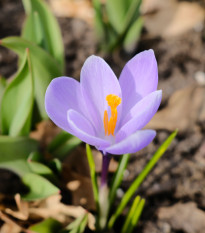 Krokus Vanguard - Crocus vernus - hlízy krokusu - 3 ks