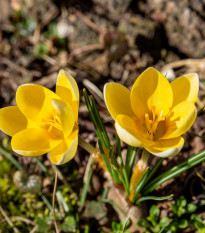 Krokus Romance žlutý - Crocus chrysanthus - hlízy krokusu - 3 ks