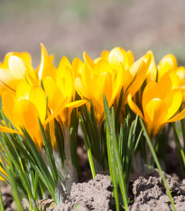 Krokus Yellow - Crocus vernus - hlízy krokusu - 3 ks