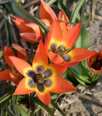 Tulipán Little Princess - Tulipa humilis - cibule tulipánu - 3 ks