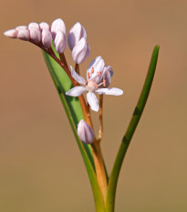 Ladoňka růžová - Scilla bifolia rosea - cibule ladoňky - 3 ks